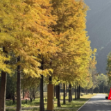 江永：满目鎏金醉初冬