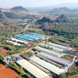 湖南新田生猪产业跑出“加速度”