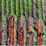 湖南新田:党员志愿者助农采收淮山(组图)