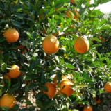 道州脐橙迎来最佳赏味期 生态种植铺就“黄金”致富路