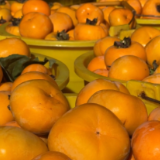 江永:月柿喜丰收