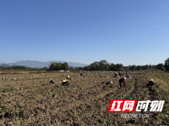 江永：紫薯迎丰收 “订单种植”保增收