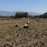 江永:紫薯迎丰收 “订单种植”保增收