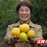 新田:富硒柑橘成熟上市 结出致富“甜蜜果”