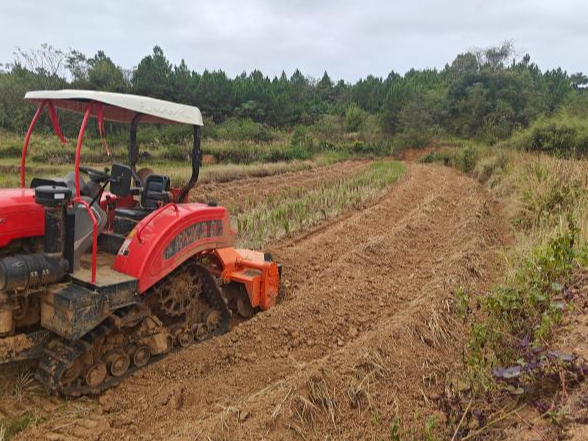 新田县陶岭镇：大户示范引领 两千亩油菜种植全面启动