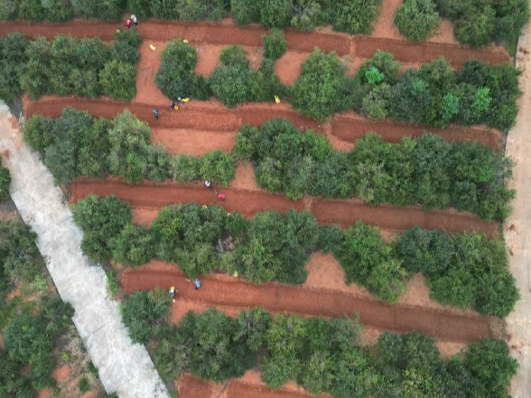 新田：油茶基地套种中药材发展林下经济
