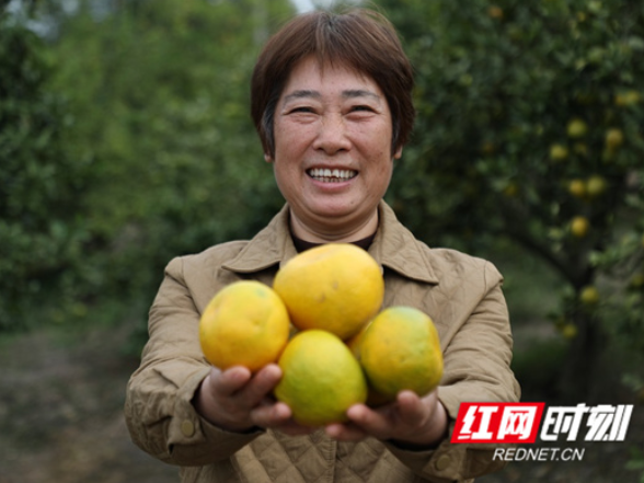 新田：富硒柑橘成熟上市 结出致富“甜蜜果”