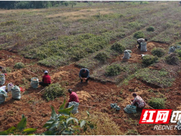 江永：地里刨出“黄金草” 玉竹丰产又丰收