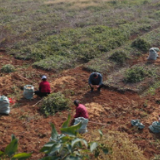 江永:地里刨出“黄金草” 玉竹丰产又丰收