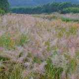 江永：斑茅飘荡 秋韵似画