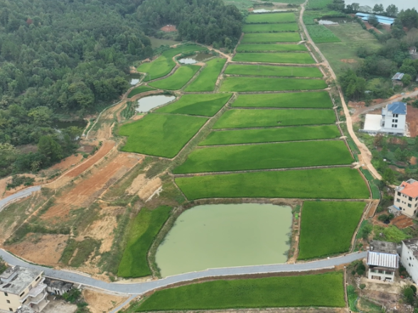 祁阳：高标准描绘农田新景象 机械化奏响稻香最强音