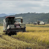 江永:晚稻铺金迎丰收 机械收割效率高
