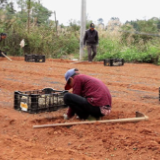 江永:龙牙百合种出好“钱”景 村民家门口就业增收