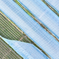 湖南新田：立冬至 盖膜忙（组图）