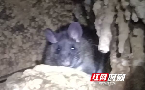 这是村民在岩洞里用手机拍下的老鼠.jpg 这是村民在岩洞里用手机拍下的老鼠.jpg