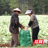 永州新田：初冬农作物采收正当时 产业振兴激活乡村动能
