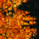 潘华摄影作品：漫步永州蓝山谷 邂逅湘江源头的层林尽染