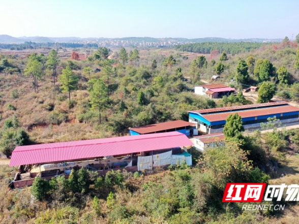 湖南新田：“牛”气冲天！一母牛产下罕见“龙凤胎”