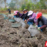 江永:农闲务工队拓宽乡村振兴增收新途径