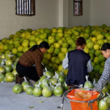 江永:跨界联动聚合力 电商赋能香柚增收