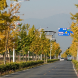 道县：一路银杏一路金 公路如画卷初冬