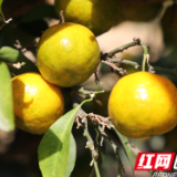 湖南新田:生态种养蹚出致富路