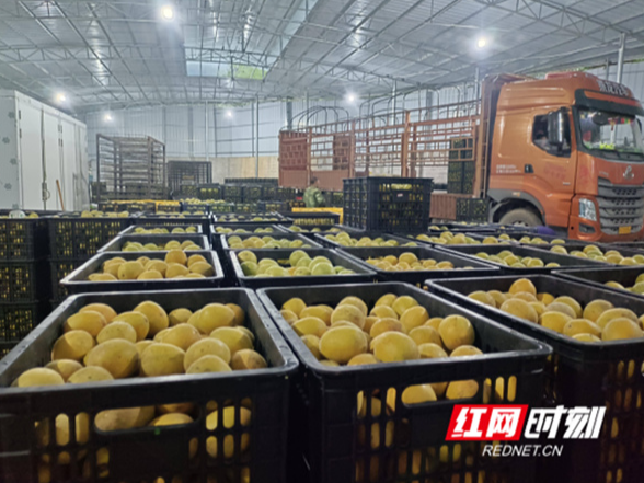 湖南江永：永明“果”真行 振兴有“甜”方