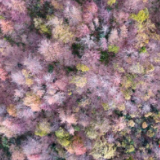 江永：冬日红杉林 缤纷似油画