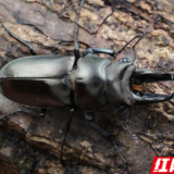 湖南江永发现新物种“志鸿鬼锹甲”