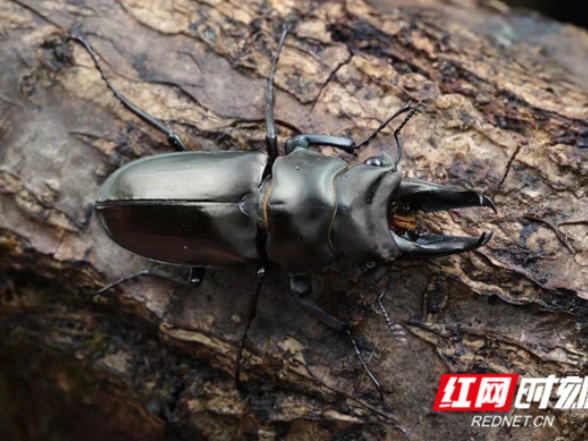 湖南江永发现新物种“志鸿鬼锹甲”