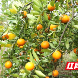 新田：皇帝柑甜蜜成熟 错峰种植绘就丰收画卷