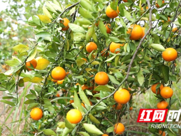 新田：皇帝柑甜蜜成熟 错峰种植绘就丰收画卷