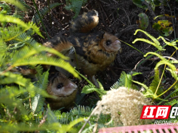 江永县成功放生6只国家二级保护动物猴面鹰