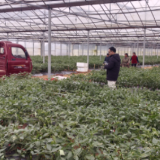 新田县到祁阳考察交流香辣椒产业发展