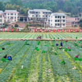 湖南新田：冬种蔬菜促振兴（组图）