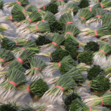 道县:小藠头撑起致富“大产业” 千亩基地“撬动”1800万产值