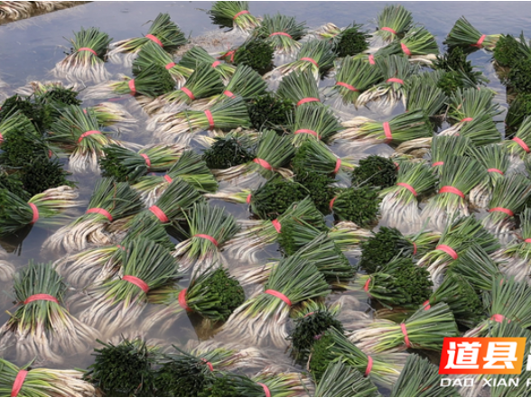 道县：小藠头撑起致富“大产业” 千亩基地“撬动”1800万产值