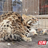 金洞管理区成功救助国家二级保护动物豹猫