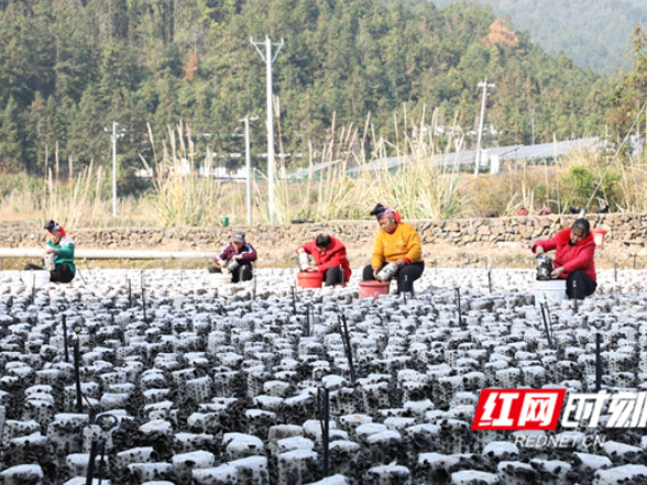 新田：小木耳托起乡村振兴“致富伞”