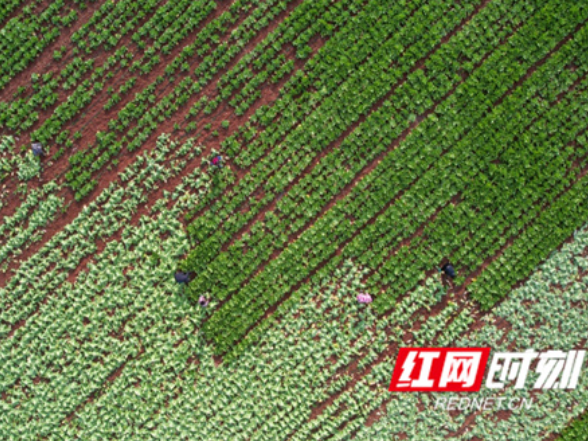 新田：芥菜丰收采收忙 产销两旺助增收