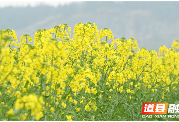 道县：春风拂面菜花香 万亩金黄映春光（组图）