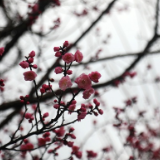 湖南新田：梅花开 春来到（组图）