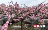 湖南江永：党群齐心把树栽 荒山收益滚滚来