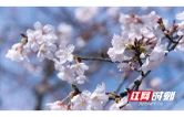 湖南江华：“春日经济”激活消费新引擎