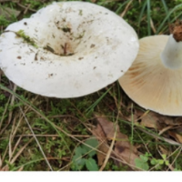 永州疾控特别提醒：路边的野菇不要采！