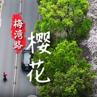 视频丨永州冷水滩梅湾路：樱花烂漫春意浓