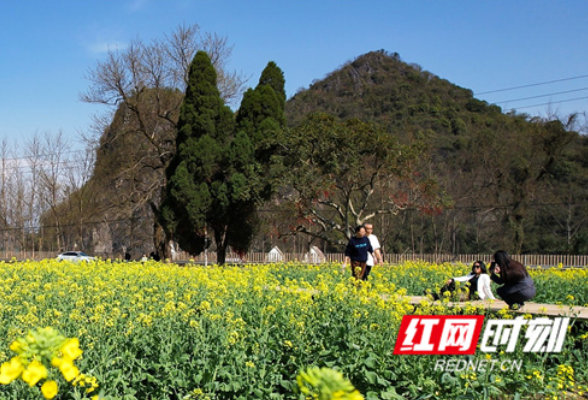 宁远：油菜花海醉游人（组图）