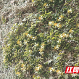 湖南双牌阳明山：珍稀野生兰科植物台湾盆距兰群落迎来盛花期