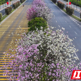 湖南道县：紫荆花开入画来