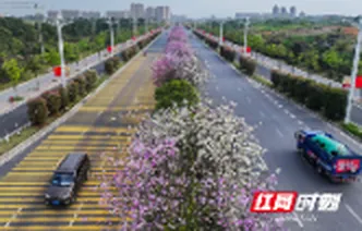 湖南道县：紫荆花开入画来